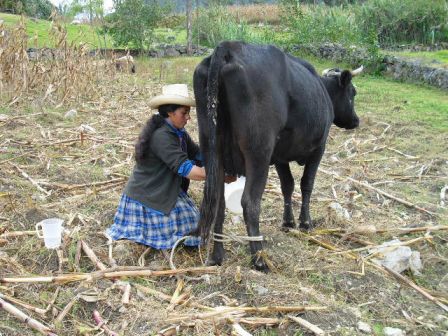 Yolanda et sa vache.JPG